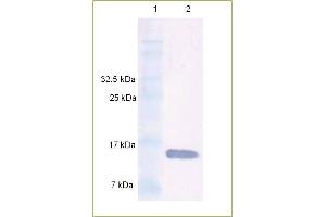 Western Blot analysis of rhuman BMP 7 using Anti-Human BMP 7 IgG Human BMP 7 protein was resolved by SDS-PAGE, transferred to a NC membrane and probed with a dilution 1: 500 of Anti-Human BMP 7 IgG. (BMP7 antibody)