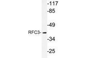 Western blot analysis of RFC3 antibody in extracts from HepG2 cells. (RFC3 antibody)