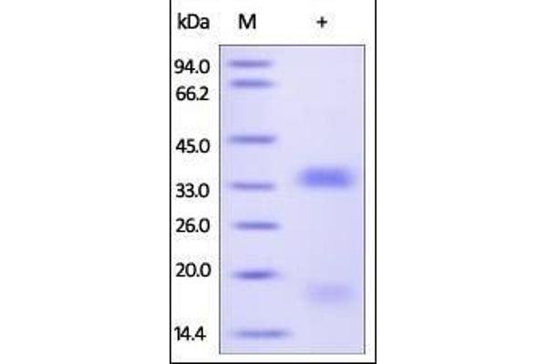 VEGFB Protein (AA 22-207) (His tag)