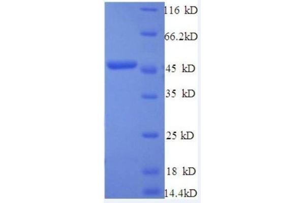 IFNB1 Protein (AA 22-187, full length) (GST tag)