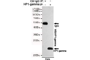 Immunoprecipitation analysis of Hela cell lysates using HP1-gamma mouse mAb. (CBX3 antibody)
