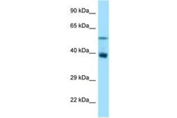 TRIM7 antibody  (AA 52-101)