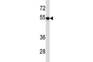 TUBB2A antibody western blot analysis in 293 lysate. (TUBB2A antibody  (AA 410-438))