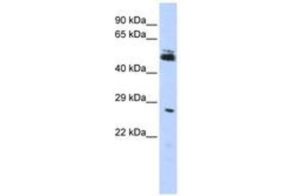 RNF212 antibody  (AA 72-121)