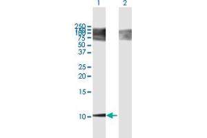 Western Blot analysis of BGLAP expression in transfected 293T cell line by BGLAP MaxPab polyclonal antibody. (Osteocalcin antibody  (AA 1-100))