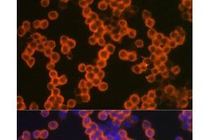 Immunofluorescence analysis of THP-1 cells using CD38 Polyclonal Antibody at dilution of 1:100. (CD38 antibody)