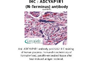Image no. 1 for anti-Adenylate Cyclase Activating Polypeptide 1 (Pituitary) Receptor Type I (ADCYAP1R1) (Extracellular Domain), (N-Term) antibody (ABIN1731541) (ADCYAP1R1 antibody  (Extracellular Domain, N-Term))