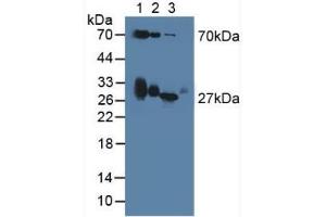 Figure. (Apolipoprotein D antibody  (AA 1-189))