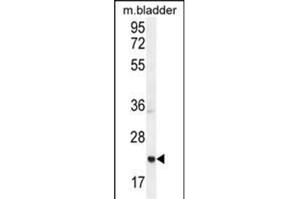 ASCL2 antibody  (N-Term)