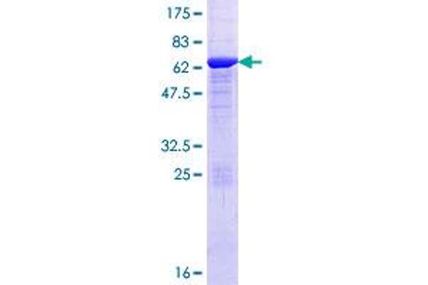 CA8 Protein (AA 1-290) (GST tag)