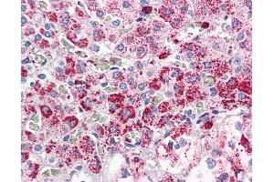 Anti-CCKAR antibody IHC of human adrenal. (CCKAR antibody  (Internal Region))