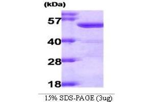 Figure annotation denotes ug of protein loaded and % gel used. (Aldehyde Dehydrogenase 2 Family (Mitochondrial) (ALDH2) (AA 18-517) Peptide)