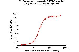 Elisa plates were pre-coated with Flag Tag -Nanodisc (0. (Caveolin-1 Protein)