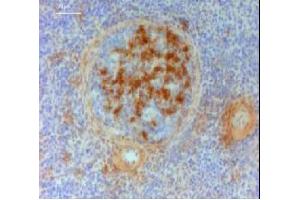 Immunohistochemistry (IHC) image for Mouse anti-Chicken IgY antibody (ABIN2474875) (Mouse anti-Chicken IgY Antibody)