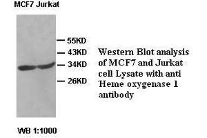Image no. 2 for anti-Heme Oxygenase (Decycling) 1 (HMOX1) antibody (ABIN791221) (HMOX1 antibody)