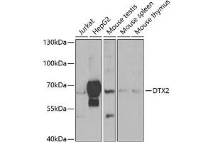 Western blot analysis of extracts of various cell lines, using DTX2 antibody (ABIN6127799, ABIN6139853, ABIN6139854 and ABIN6223266) at 1:1000 dilution. (DTX2 antibody  (AA 1-280))