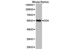 Western Blotting (WB) image for anti-CD4 (CD4) antibody (ABIN1875406) (CD4 antibody)