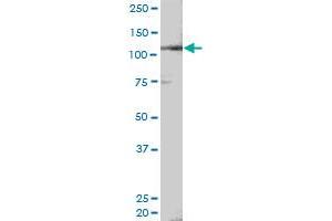 NEDD9 MaxPab rabbit polyclonal antibody. (NEDD9 antibody  (AA 1-834))