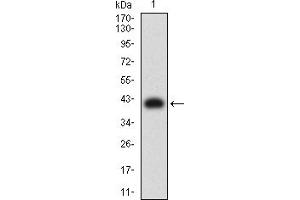 Western blot analysis using CD209 mAb against human CD209 (AA: extra 270-404) recombinant protein. (DC-SIGN/CD209 antibody  (AA 270-404))