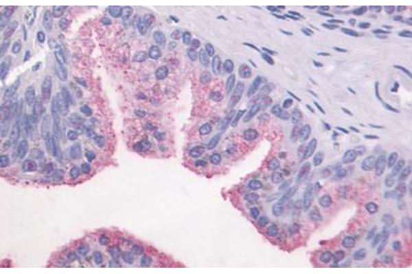 GPR87 antibody  (C-Term)