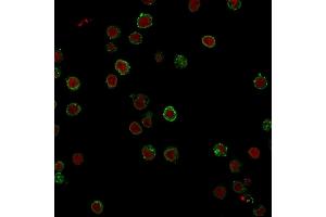 Immunofluorescence Analysis of Jurkat cells labeling CD3e with CD3e Mouse Monoclonal Antibody (CRIS-7) followed by Goat anti-Mouse IgG-CF488 (Green). (CD3 epsilon antibody)