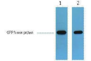 Western Blotting (WB) image for anti-Green Fluorescent Protein (GFP) antibody (ABIN3181249) (GFP antibody)