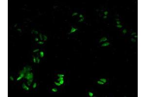 IHC-P analysis of Human HeLa cells, with FITC staining. (Peroxiredoxin 6 antibody  (AA 1-224))