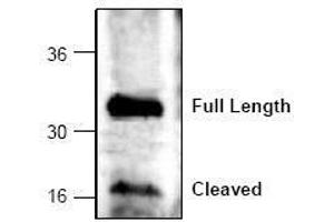 Image no. 1 for anti-Caspase 6, Apoptosis-Related Cysteine Peptidase (CASP6) (C-Term) antibody (ABIN127060) (Caspase 6 antibody  (C-Term))