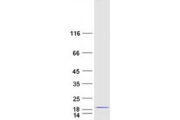 MRPS6 Protein (Myc-DYKDDDDK Tag)