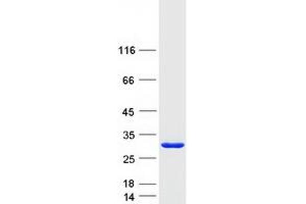 EFCAB1 Protein (Transcript Variant 1) (Myc-DYKDDDDK Tag)