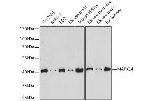 Western blot analysis of extracts of various cell lines, using MAPK14 antibody (ABIN6291833) at 1:1000 dilution. (MAPK14 antibody)