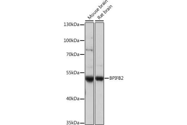 BPIL1 antibody  (AA 40-340)