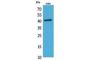 Western Blotting (WB) image for anti-Selectin L (SELL) (Internal Region) antibody (ABIN3187678) (L-Selectin antibody  (Internal Region))