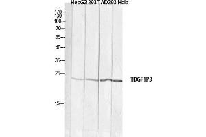 Western Blot (WB) analysis of HepG2 293T AD293 HeLa lysis using TDGF1P3 antibody. (Cripto-3 antibody)