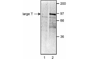 Immunoprecipitation of large T from COS-7 cells. (SV40 Large T and Small Ts antibody)