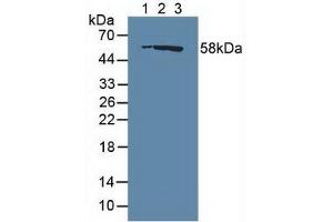 Figure. (RASA1 antibody  (AA 403-596))