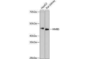Western blot analysis of extracts of various cell lines, using HMBS Rabbit mAb (ABIN7267806) at 1:1000 dilution. (HMBS antibody)