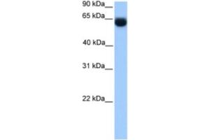 Western Blotting (WB) image for anti-Regulatory Factor X 4 (RFX4) antibody (ABIN2462020) (RFX4 antibody)