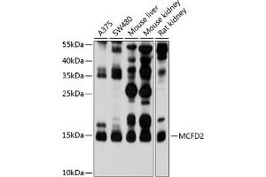 Western blot analysis of extracts of various cell lines, using MCFD2 antibody (ABIN6128222, ABIN6143636, ABIN6143637 and ABIN6214609) at 1:1000 dilution. (MCFD2 antibody  (AA 27-146))