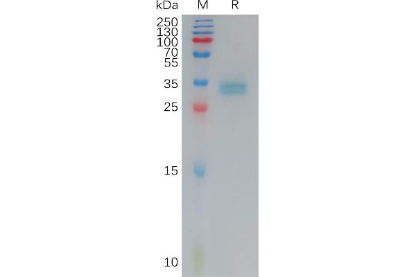 Claudin 3 Protein (CLDN3) (AA 144-156) (mFc Tag)