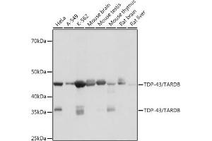 Western blot analysis of extracts of various cell lines, using TDP-43/TARDB antibody (ABIN7270730) at 1:1000 dilution. (TARDBP antibody)