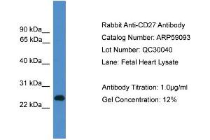 WB Suggested Anti-CD27  Antibody Titration: 0. (CD27 antibody  (C-Term))