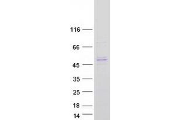 Septin 8 Protein (SEPT8) (Transcript Variant 4) (Myc-DYKDDDDK Tag)