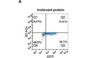 Expi 293 cell line transfected with irrelevant protein  (A) and human B7-H3  (B) were surface stained with Rabbit anti-B7-H3 monoclonal antibody 1 μg/mL (clone: DM53) followed by Alexa 488-conjugated anti-rabbit IgG secondary antibody. (Recombinant CD276 antibody  (AA 29-245))