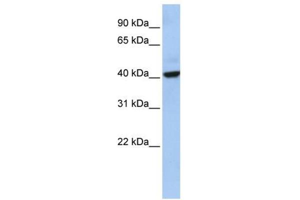 THAP5 anticorps  (Middle Region)