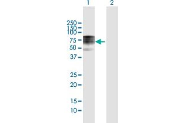 NAP1L3 antibody  (AA 1-506)