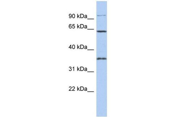 FAM71B antibody  (Middle Region)