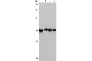 Western Blotting (WB) image for anti-F11 Receptor (F11R) antibody (ABIN2423674) (F11R antibody)