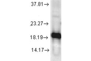 Western blot analysis of Human Cell line lysates showing detection of SOD1 protein using Rabbit Anti-SOD1 Polyclonal Antibody . (SOD1 antibody  (Biotin))
