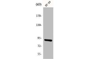 Western Blot analysis of HT29 cells using InsP 3-kinase C Polyclonal Antibody (ITPKC antibody  (Internal Region))